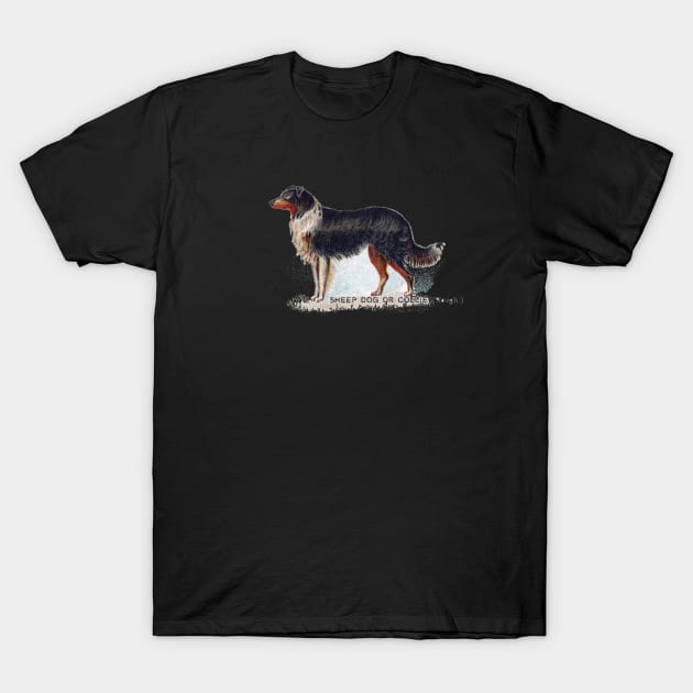 Sheep Dog or Collie T-Shirt by Museum Pop Art